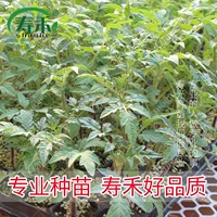 Розовые корону томатные саженцы 120 деревьев