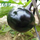 Семена баклажанов круглые, рассада овощей, рассада овощей, южная крупная рассада овощных баклажанов, четырехсезонная рассада риса, комплектная рассада, рассада баклажанов