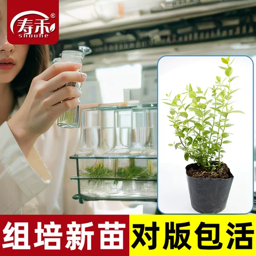 Саженцы черники l29, саженцы плодовых деревьев черники, растения в горшках со мхом, посаженные на юге, семена, посаженные на севере, саженцы f6, очень большие саженцы