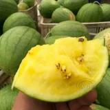 Небольшие японские семена семян семян семян арбуза в Японии, желтый крикет желтая кожура, небольшие саженцы, южные сезоны, посадки мулов