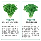 老品种冬季大叶香菜种子种籽根苗芫荽菜苗蔬菜孑菜籽籽种秋冬四季