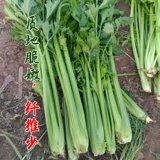 Семена сельдерея Four Seasons, Саженцы сельдерея, Корневая рассада, Рассада овощей, Корневая рассада сельдерея оптом