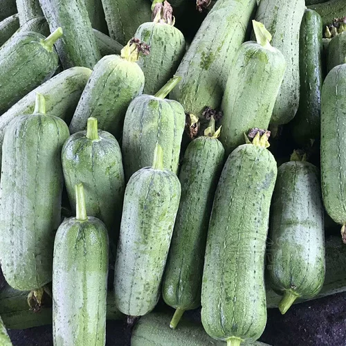 Семена семян семян свинины Семена семян