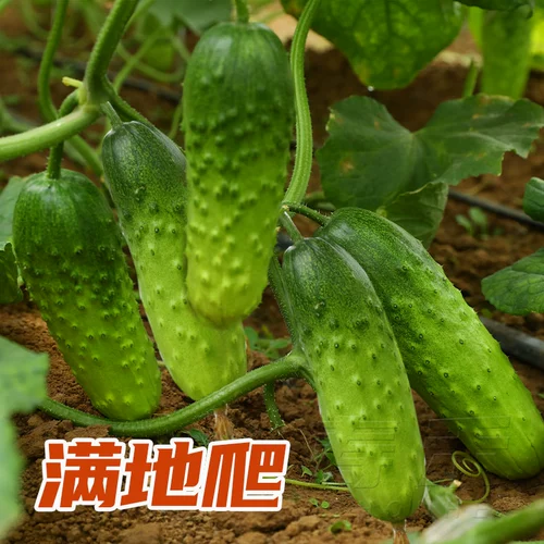 Нестандартное восхождение на землю маленькие саженцы для семян огурца сажан