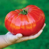 Heachu Giant Steak Steak Tomare Seed Seed Seed Seeds Seeds Great West томатные саженцы четыре сезона подковы овощи