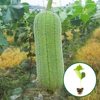 10 измельченных саженцев свинины