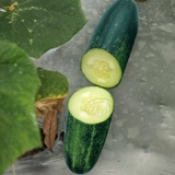 Фрукты хрустящие глупые вишневые саженцы семян