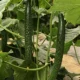 3 больших саженцев огурца