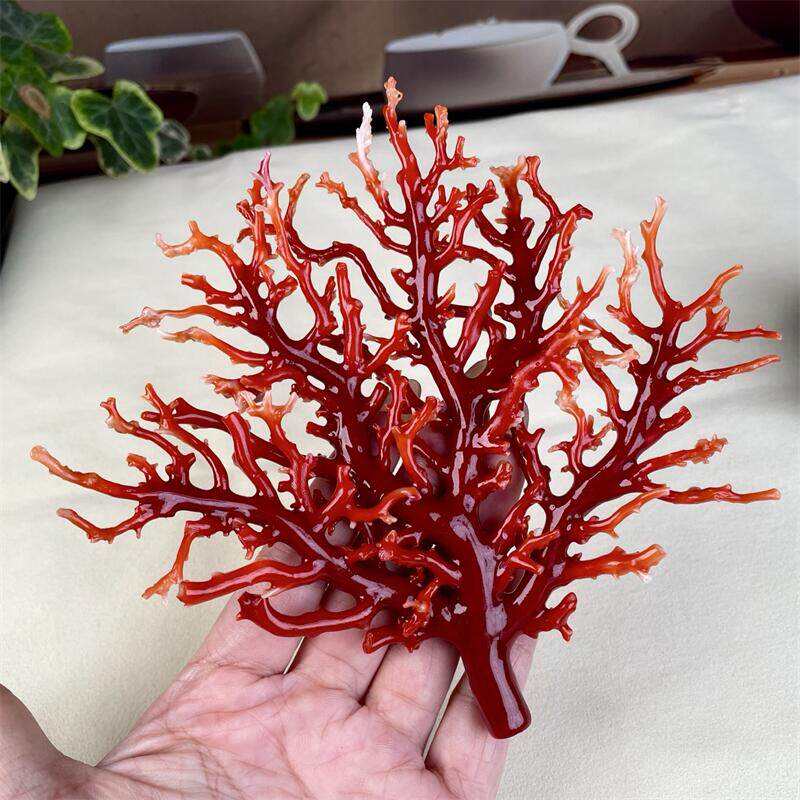 🔥天然阿卡红珊瑚树摆件，75.8克，原色有机宝石，奢华家居点缀🏠-珊瑚