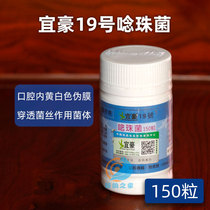 Lihao 19 Dove Drug Candida Tablets Dove With Pigeon Medicine Large Total Common Disease Dove Yellow Two-day Net Respiratory Tract