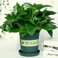 Зеленый горшок