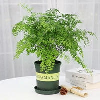 Железный проволочный папоротник