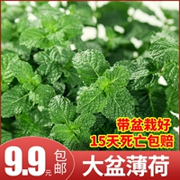 Большой картофель с мятой может быть большой горшок с катальной бакиной, абонизируя комары