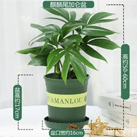 Бассейн с хвостом кирина