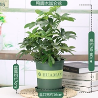 Утиные ноги в деревянный бассейн