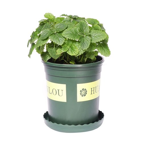 Большой картофель с мятой может быть большой горшок с катальной бакиной, абонизируя комары