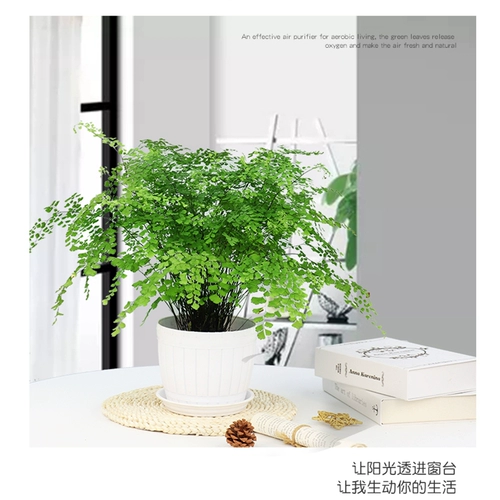 Зеленая посадка горшечные растения, украшенные формальдегидом, поглощающими формальдегидные растения в новой комнате.