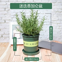 Бассейн Розмари Крюн большой бассейн (+удобрения)