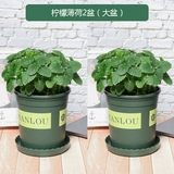 Lemon Mint Dalun Pot 2 Pot (+удобрения)