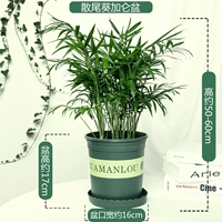 Рассеянный подсолнечный бассейн