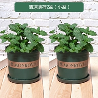 Ограниченное время Специальная цена 9,9 Два горшки-среднего бассейна мята (прохладный) галлонный горшок 2 горшки (удобрения)