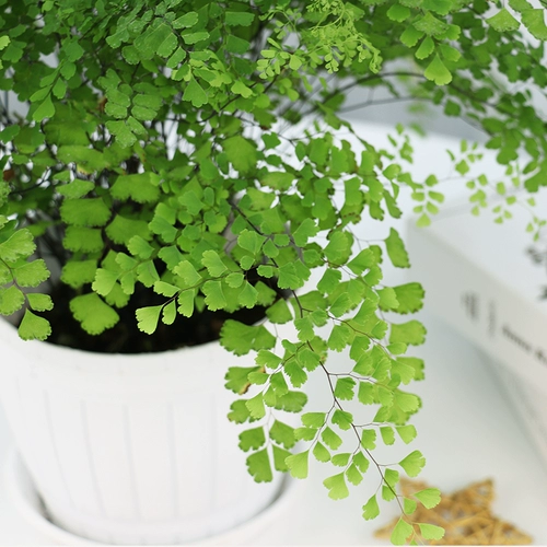 Зеленая посадка горшечные растения, украшенные формальдегидом, поглощающими формальдегидные растения в новой комнате.