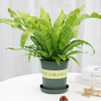 Птичье гнездо папородовый бассейн