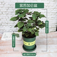 Пурпурный бассейн Гурун Большой бассейн (+удобрения)