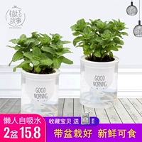 Хорошее кормление-Zhongpot [Mint] ленивый самопоглощающий бассейн 2 горшки с ярким цветом, Pennel Special Perferential Fertilizer Fertilizer