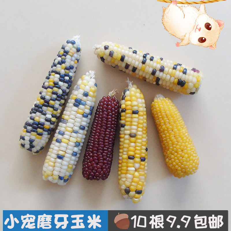 9 9 9 Mini small corn grinding tooth stick rabbit hamster guinea guinea pig dragon cat flower squirrel squirrel snack food
