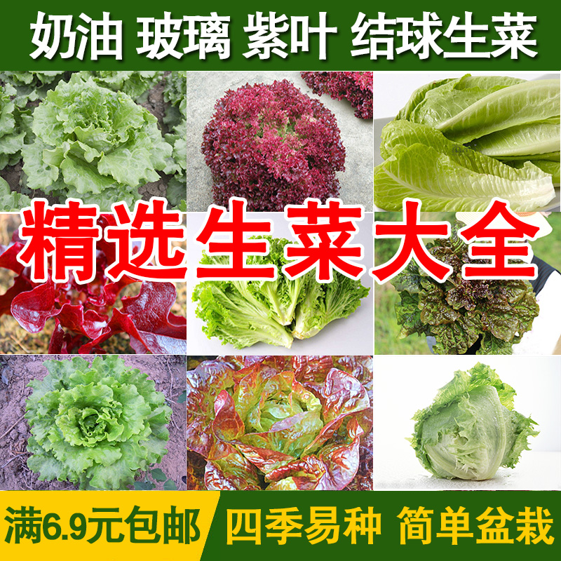 Italian Raw Vegetable Cream Raw Vegetable Glass Raw Vegetable Purple Leaf Salad Raw Vegetable Seed Large Full Balcony Vegetable Seed