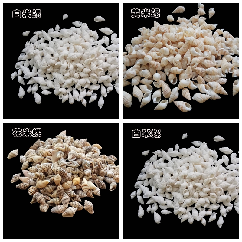 50 loaded shells sea snail millet snail 1-2 cm handmade Dried bottle of wish bottle diy material sea snail bay