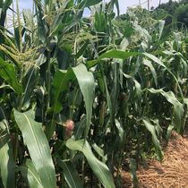Shaoxing Zhejiang Province the countrys own old varieties of sweet waxy corn are very sweet