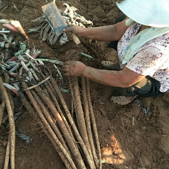 Burdock root fresh 5Jin [Jin is equal to 0.5 kg] Lanling is now digging 2023 Cangshan agricultural products authentic wild gold bull list next to Bangpound tea slices