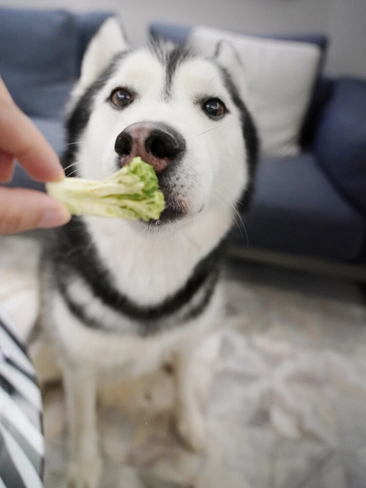 Собака закуски 大胖商店 它福冻干狗零食祇有果蔬蔬菜水果西兰花胡萝卜南瓜拌粮 Собака закуски 大胖商店 它福冻干狗零食祇有果蔬蔬菜水果西兰花胡萝卜南瓜拌粮