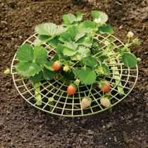 Strawberry Bracket Balcony Potted Plant Planting Flower Pot Planting Anti-Rotting Fixed Support Tray Green Planting Fruit Support Frame
