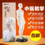 可孚 Медицинское физиологичное иглоукалывание, манекен головы, прозрачные минифигурки подходит для мужчин и женщин, обучение, 50см