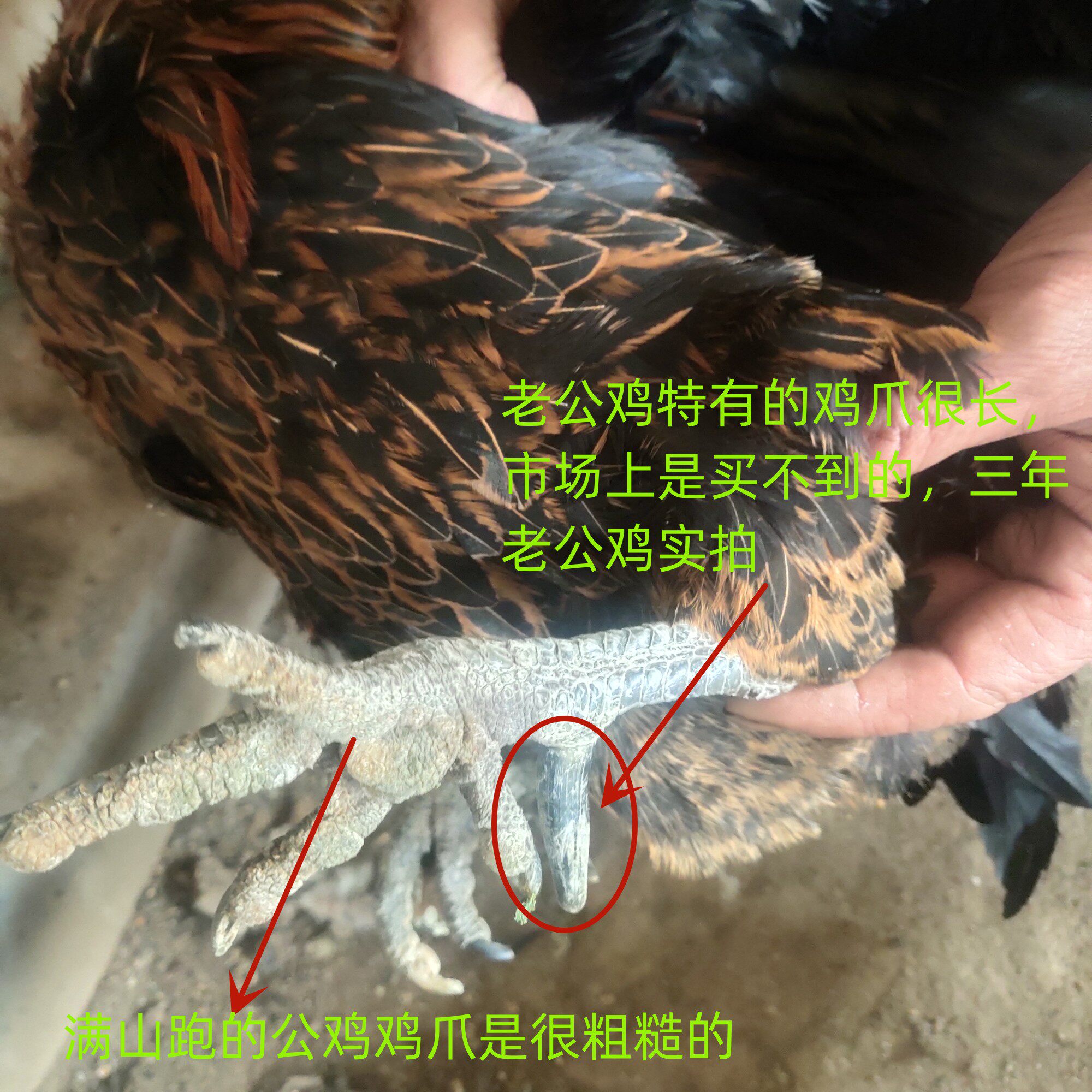 蓟州山区农家散养两年三年大公鸡土鸡笨鸡柴鸡走地鸡现杀包邮顺丰,究竟有何特别之处?-整鸡整鸡制品-淘宝好物网