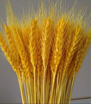 True dried flower wheat ear dried flower decoration Rice ear millet Dry Branch golden wheat Rod true color business countertop props opening celebration