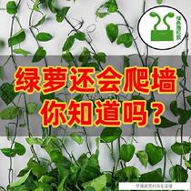 Universal hanging clip Wall self-adhesive wall Vine holder with wall Cable nail-free sticky wall climbing tree flower card