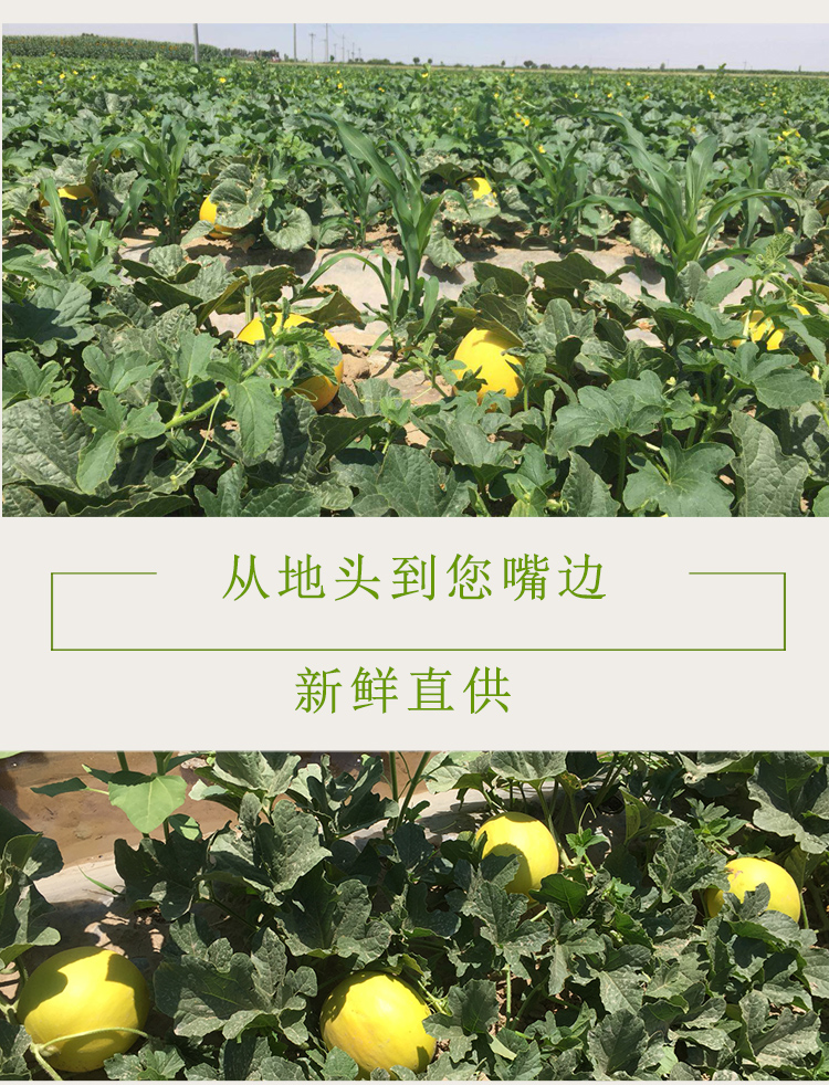 伊千寻 当季甘肃民勤黄金蜜瓜 3颗净重8.7-9斤 图7