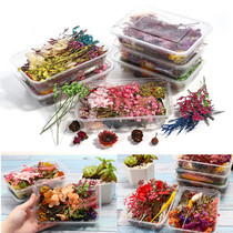 1Box Mixed Real Dried Flowers Dry Plants Pressed Flowers for