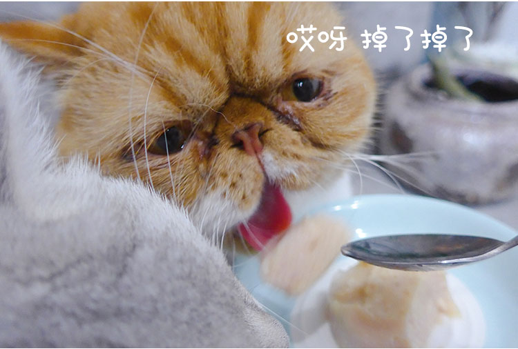 Có mèo, mèo nhỏ, mèo, bánh sữa, lon mềm, mèo nghịch ngợm, bibimbap gạo, hộp cơm trưa cho mèo, mèo, thức ăn ướt, đồ ăn nhẹ, 40g - Đồ ăn nhẹ cho mèo Review các loại hạt cho mèo