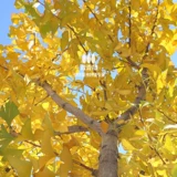 [Список горячих продаж] Дерево Ginkgo Gonde Leaf теперь копает уровень саженцев