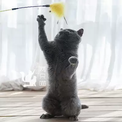 Turkey feathers feather pet cat toy funny cat artifact kitten cat toy fighting cat stick feather Bell