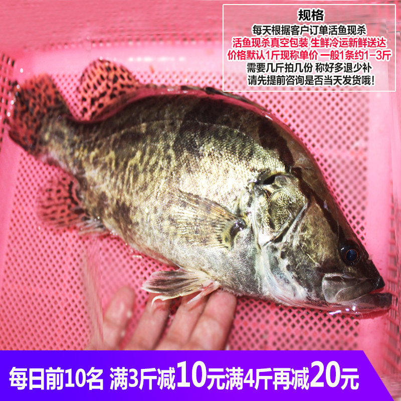 淡水魚生態鱖魚桂魚新鮮桂花魚季花魚鰲花魚約500克鮮活體現殺