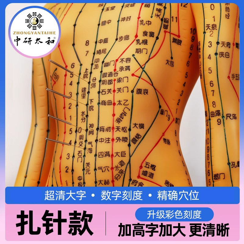 52cm可扎针活动款人体针灸穴位模型 中医经络教学男女全身模型