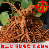 2021 Fresh Panax notoginseng Yunnan Sanqi 500g 10 head 5 head Yunnan Wenshan non-wild Panax notoginseng wine