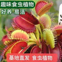 Fly-by-fly grass potted plants Giant Foods Giant Eaters Summer Mosquito Repellent Carnivora Plant Indoor Cultivation