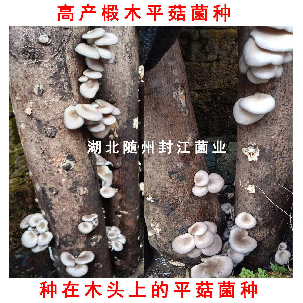 Oyster Mushroom Strain Mushroom Strain in wood Oyster Mushroom Strain Linden Pine Oyster Mushroom Strain Oyster Mushroom